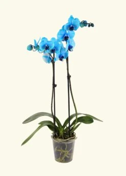 Blue Watercolor Orchid, Medium