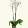 White Orchid, Medium -Home Living Store GREENCIRCLE IMAGES0011