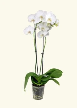 White Orchid, Medium