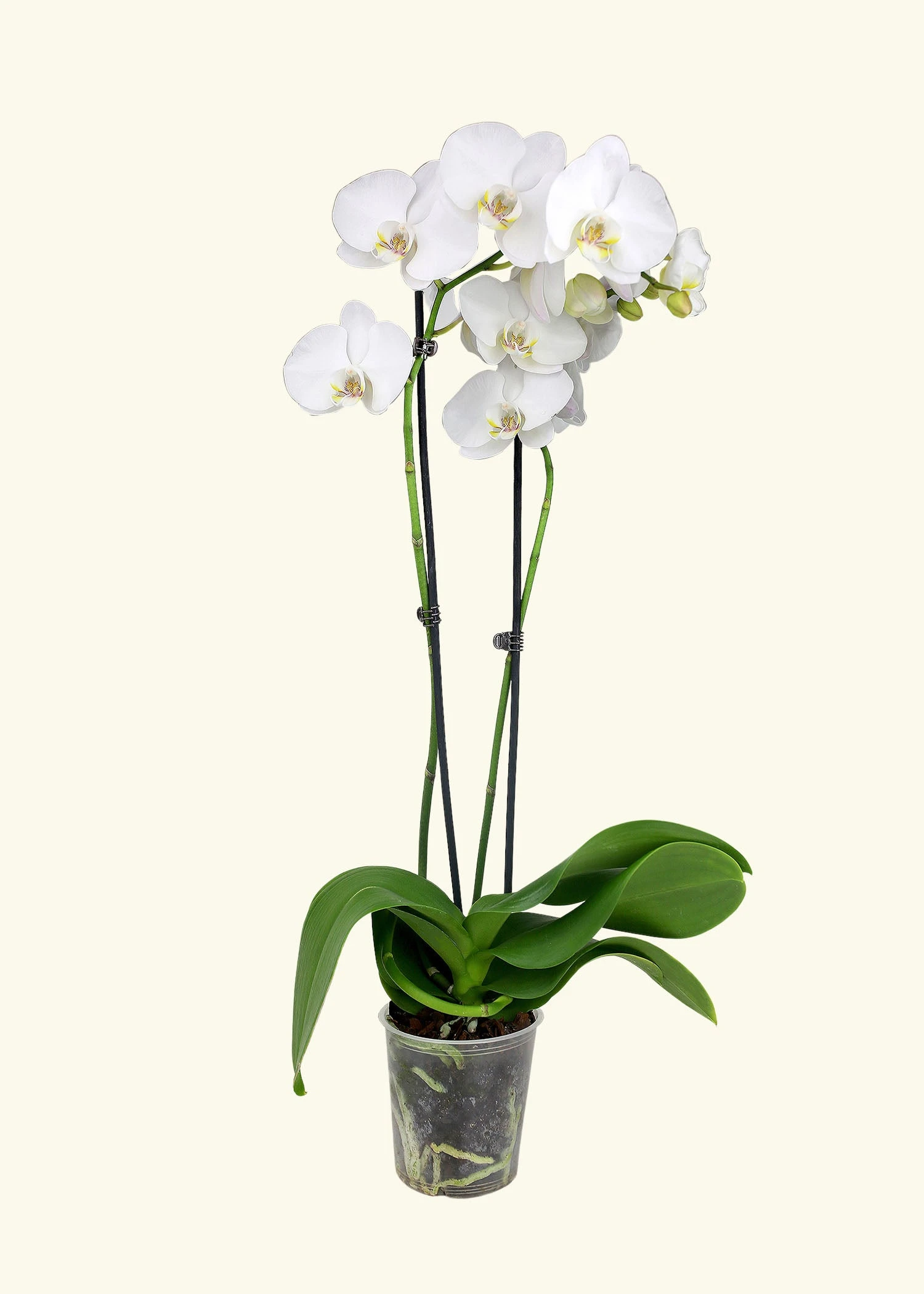White Orchid, Medium 3 White Orchid, Medium