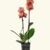Coral Orchid, Medium