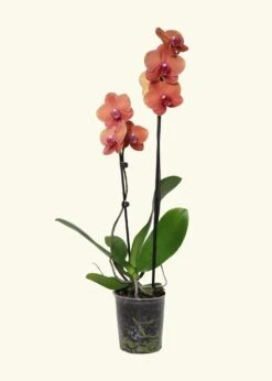 Coral Orchid, Medium