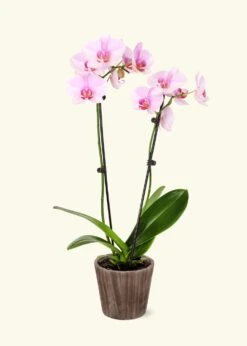 Light Pink Orchid, Medium -Home Living Store GREENCIRCLE IMAGES0015