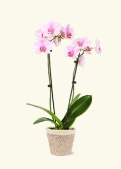 Light Pink Orchid, Medium -Home Living Store GREENCIRCLE IMAGES0016