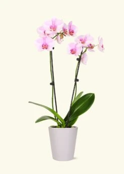 Light Pink Orchid, Medium -Home Living Store GREENCIRCLE IMAGES0017