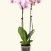 Light Pink Orchid, Medium -Home Living Store GREENCIRCLE IMAGES0018