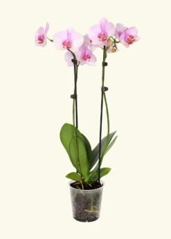 Light Pink Orchid, Medium