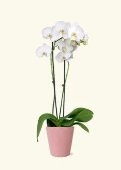 White Orchid, Medium 11 White Orchid, Medium -Home Living Store GREENCIRCLE IMAGES0027