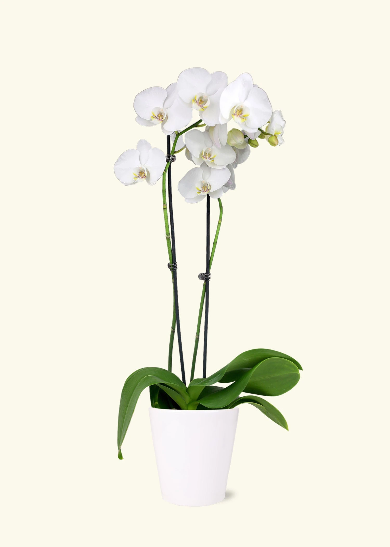 White Orchid, Medium 4 White Orchid, Medium - Image 2