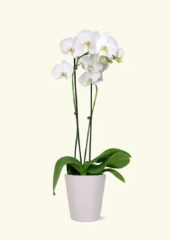 White Orchid, Medium 10 White Orchid, Medium -Home Living Store GREENCIRCLE IMAGES0029