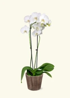 White Orchid, Medium 13 White Orchid, Medium -Home Living Store GREENCIRCLE IMAGES0030