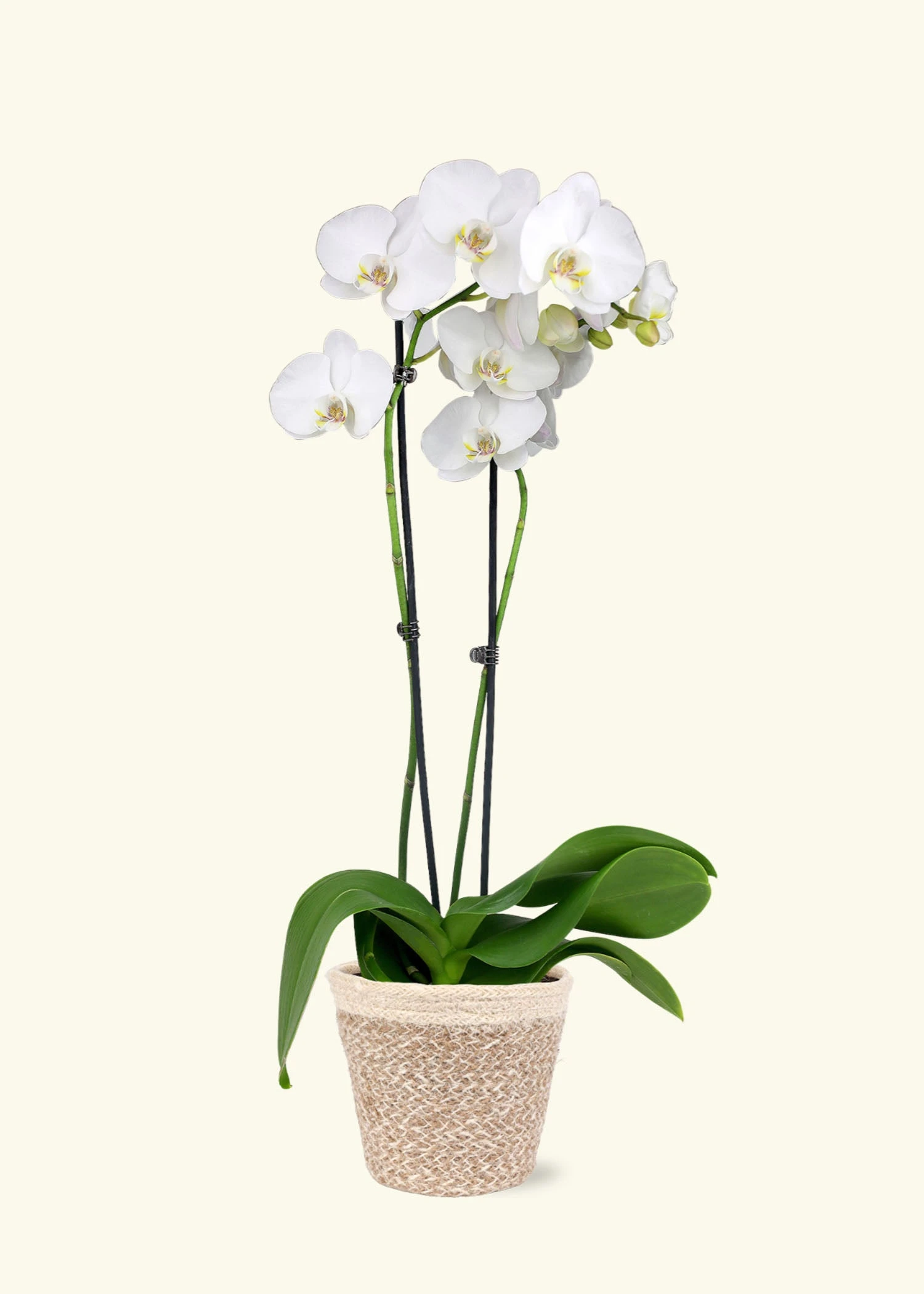 White Orchid, Medium 7 White Orchid, Medium - Image 5