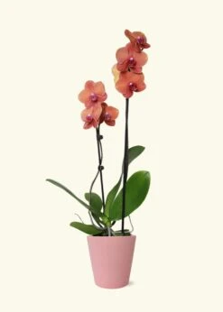 Coral Orchid, Medium -Home Living Store GREENCIRCLE IMAGES0032