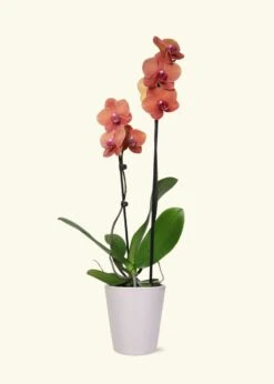 Coral Orchid, Medium -Home Living Store GREENCIRCLE IMAGES0034