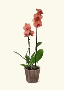 Coral Orchid, Medium -Home Living Store GREENCIRCLE IMAGES0035