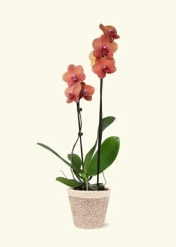 Coral Orchid, Medium -Home Living Store GREENCIRCLE IMAGES0036