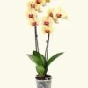 Yellow Orchid, Medium -Home Living Store GREENCIRCLE IMAGES0037