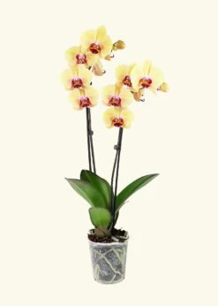 Yellow Orchid, Medium