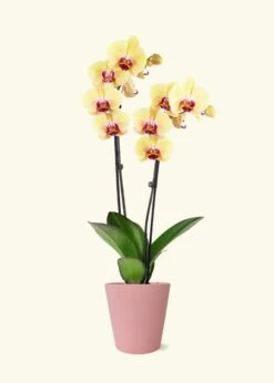 Yellow Orchid, Medium -Home Living Store GREENCIRCLE IMAGES0038