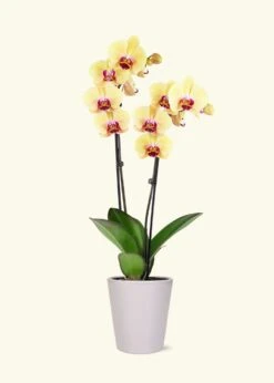 Yellow Orchid, Medium -Home Living Store GREENCIRCLE IMAGES0040