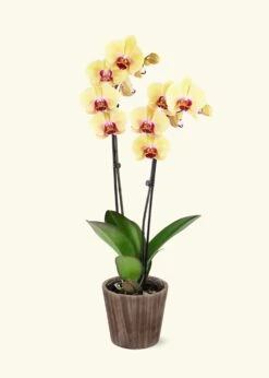 Yellow Orchid, Medium -Home Living Store GREENCIRCLE IMAGES0041