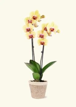 Yellow Orchid, Medium -Home Living Store GREENCIRCLE IMAGES0042