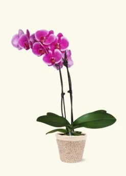 Purple Orchid, Medium -Home Living Store GREENCIRCLE IMAGES0043
