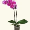 Purple Orchid, Medium -Home Living Store GREENCIRCLE IMAGES0044 1