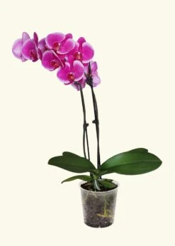 Purple Orchid, Medium
