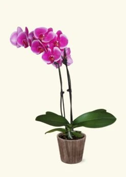Purple Orchid, Medium -Home Living Store GREENCIRCLE IMAGES0045