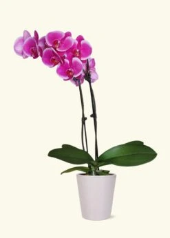 Purple Orchid, Medium -Home Living Store GREENCIRCLE IMAGES0046