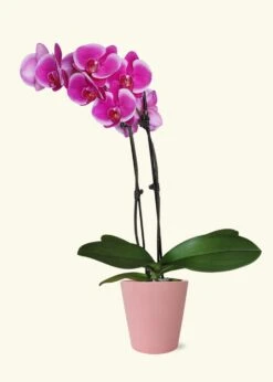 Purple Orchid, Medium -Home Living Store GREENCIRCLE IMAGES0047