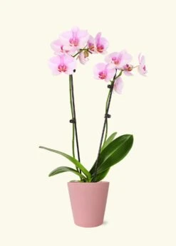 Light Pink Orchid, Medium -Home Living Store GREENCIRCLE IMAGES0049