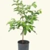 Guava Tree, XL -Home Living Store GUAVA 10 1