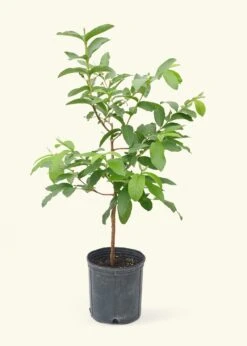 Guava Tree, XL