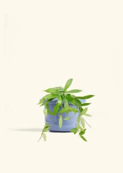 Hoya 'Silver Splash', Medium -Home Living Store HOYA PUBLICALYX 6 FATLIP BLUE 6 bckgrnd cream