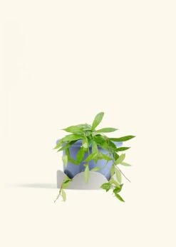 Hoya 'Silver Splash', Medium -Home Living Store HOYA PUBLICALYX 6 FATLIP BLUE TRAY BEIGE 6 bckgrnd cream