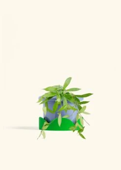 Hoya 'Silver Splash', Medium -Home Living Store HOYA PUBLICALYX 6 FATLIP BLUE TRAY GREEN 6 bckgrnd cream