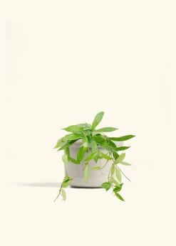 Hoya 'Silver Splash', Medium -Home Living Store HOYA PUBLICALYX 6 FATLIP OAT 6 bckgrnd cream