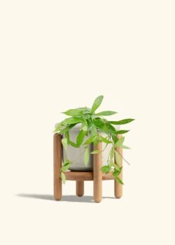 Hoya 'Silver Splash', Medium -Home Living Store HOYA PUBLICALYX 6 FATLIP OAT STAND 6 bckgrnd cream