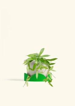 Hoya 'Silver Splash', Medium -Home Living Store HOYA PUBLICALYX 6 FATLIP OAT TRAY GREEN 6 bckgrnd cream