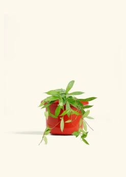 Hoya 'Silver Splash', Medium -Home Living Store HOYA PUBLICALYX 6 FATLIP RED 6 bckgrnd cream