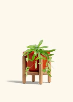 Hoya 'Silver Splash', Medium -Home Living Store HOYA PUBLICALYX 6 FATLIP RED STAND 6 bckgrnd cream