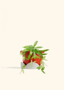 Hoya 'Silver Splash', Medium -Home Living Store HOYA PUBLICALYX 6 FATLIP RED TRAY BEIGE 6 bckgrnd cream