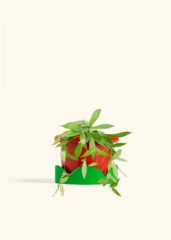 Hoya 'Silver Splash', Medium -Home Living Store HOYA PUBLICALYX 6 FATLIP RED TRAY GREEN 6 bckgrnd cream