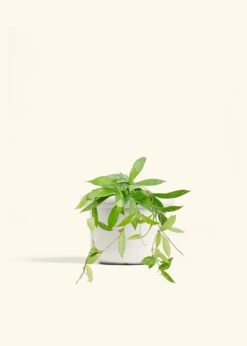 Hoya 'Silver Splash', Medium -Home Living Store HOYA PUBLICALYX 6 FATLIP WHITE 6 bckgrnd cream