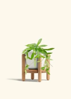 Hoya 'Silver Splash', Medium -Home Living Store HOYA PUBLICALYX 6 FATLIP WHITE STAND 6 bckgrnd cream