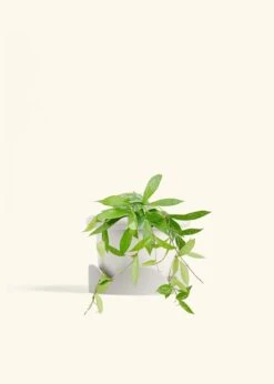 Hoya 'Silver Splash', Medium -Home Living Store HOYA PUBLICALYX 6 FATLIP WHITE TRAY BEIGE 6 bckgrnd cream