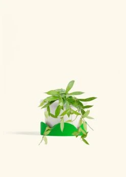 Hoya 'Silver Splash', Medium -Home Living Store HOYA PUBLICALYX 6 FATLIP WHITE TRAY GREEN 6 bckgrnd cream