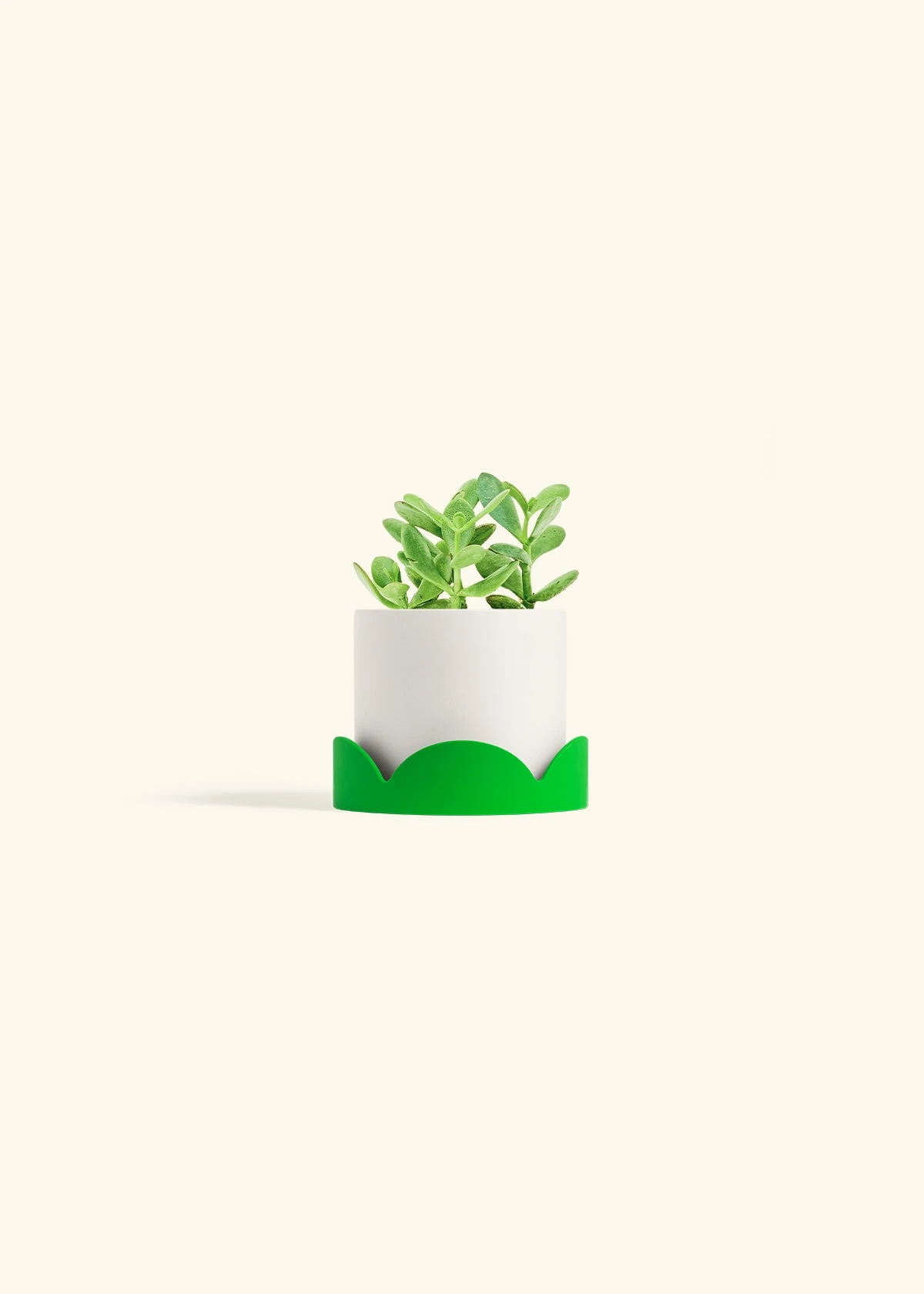 Jade Plant, Small 22 Jade Plant, Small - Image 20